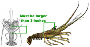Lobster Measuring SaltMeasureLobster